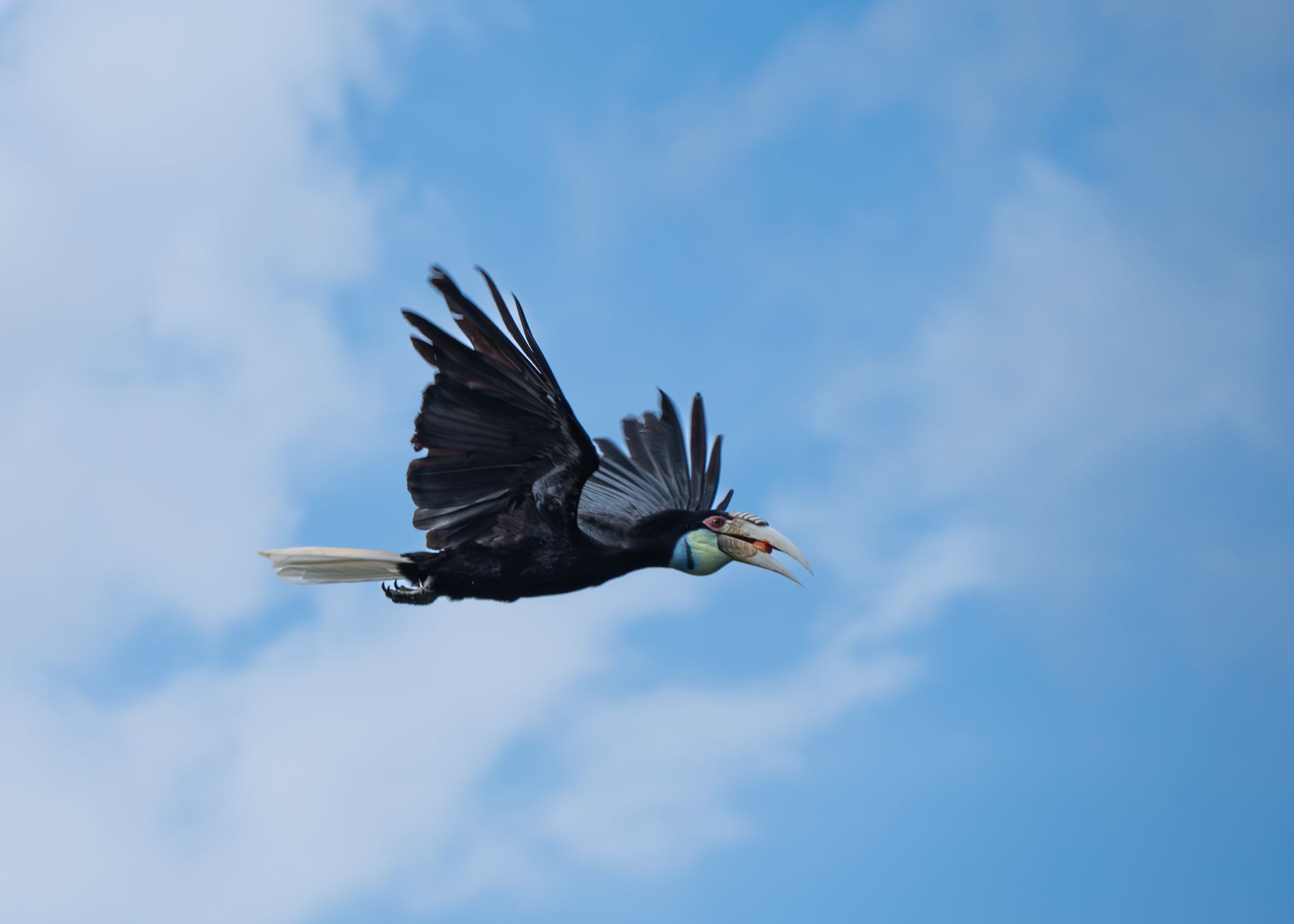 Furchenhornvogel Rhyticeros undulatus